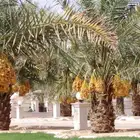 نخل بسعر مخفض مثمر فاخر