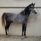 مهر شعبي العمر 5 شهور