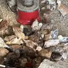 صوص بلدي عمر شهر