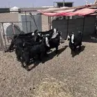 للبيع تيوس وجفار ذبايح