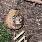 طفل الأدغال بوش بيبي  (galago)