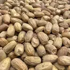 قسب بديرة فاخر