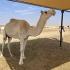 ابل للبيع عشاير البيع بدون عيالها