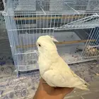 كروان البينو اليف ولون مميز