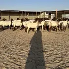 جذعات انعيم طيبه اللبييع