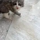 قط عمره شهرين للتبني