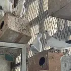 للبيع ياكريم منتج