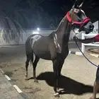 فرس شعبية حاضنة او ركوب او رمكة
