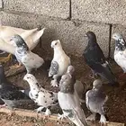 حمام مشكل زينه للبيع الموقع الحناكيه