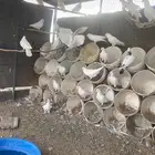 حمام فرنسي سوبر جامبو