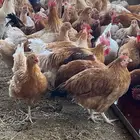 دجاج لوهمان بياض وبشاير قريب البيض منوة الي يبي يربي