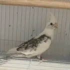 ذكر كروان كريمي فيس