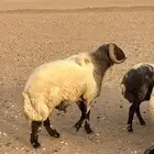 فحل نعيمي طيب
