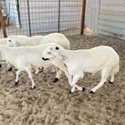 سواكن دمازيني مرابي فاخر