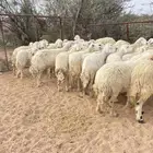 غنم حريات طيبه