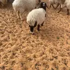 رخله بريه شرط الصحه تب التب