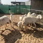 حريات كفو 5 معها 5