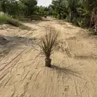 حلفا بنسيتم عشبة النافورة Pennisetum Setaceum