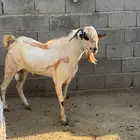 تيس بيشي فااخر