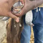 معزا بعيالها