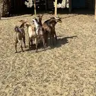 الشميسي طريق الخواجات