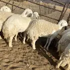 رخال حريات صنف الصنف دفيع