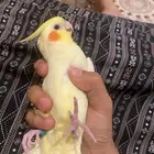 انثه كروان منجه أليفه شرط تم البيع