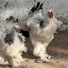دجاج براهم