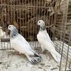 جوز باكستاني موتياء