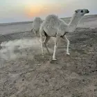 قعودين حيران