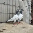 تيدي بيور