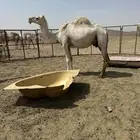 ناقه خلفه عفراء تحتها قعود