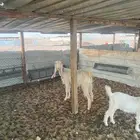 جفره وولدها