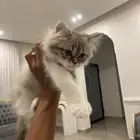 قطه كيتان شرازيه انثى عمره تقريبا  4 شهور شرط صحه ونظافه