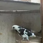 حمام قطيفي ادرع للبيع