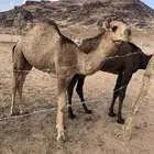 للبيع البكره الساس دبياني جده صاهود بعير حبيب البقمي