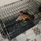 ديك ودجاج