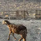 سواكني
