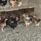 دجاج بلدي بياض(تم البيع)