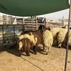 ذبايح وتمايم