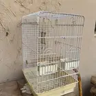 شبك طيور