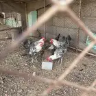 دجاج و ديك فيومي
