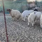 طليان نعيم جذعان ناهي للبيع