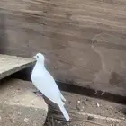 قمري هولندي البينيو