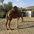 ناقه عادي البيع