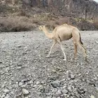 بكره للبيع