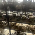 كمبروسر دينمو عكس سلف