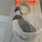 صيصان حساوي للبيع