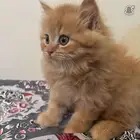 للبيع قطط سكوتش