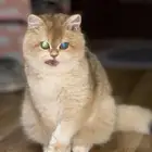 للبيع قطط برتش من ام واب برتش